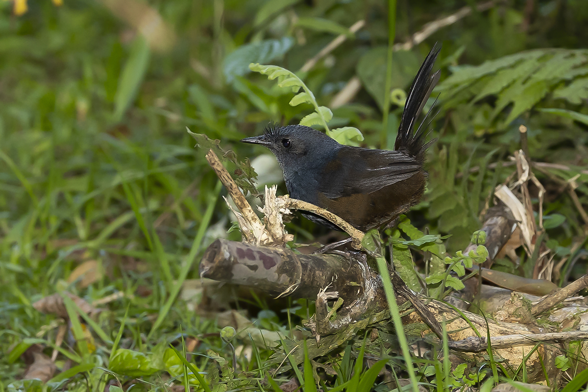 SLATY BRISTLEFRONT - Merulaxis ater - BORSTELTAPACULO