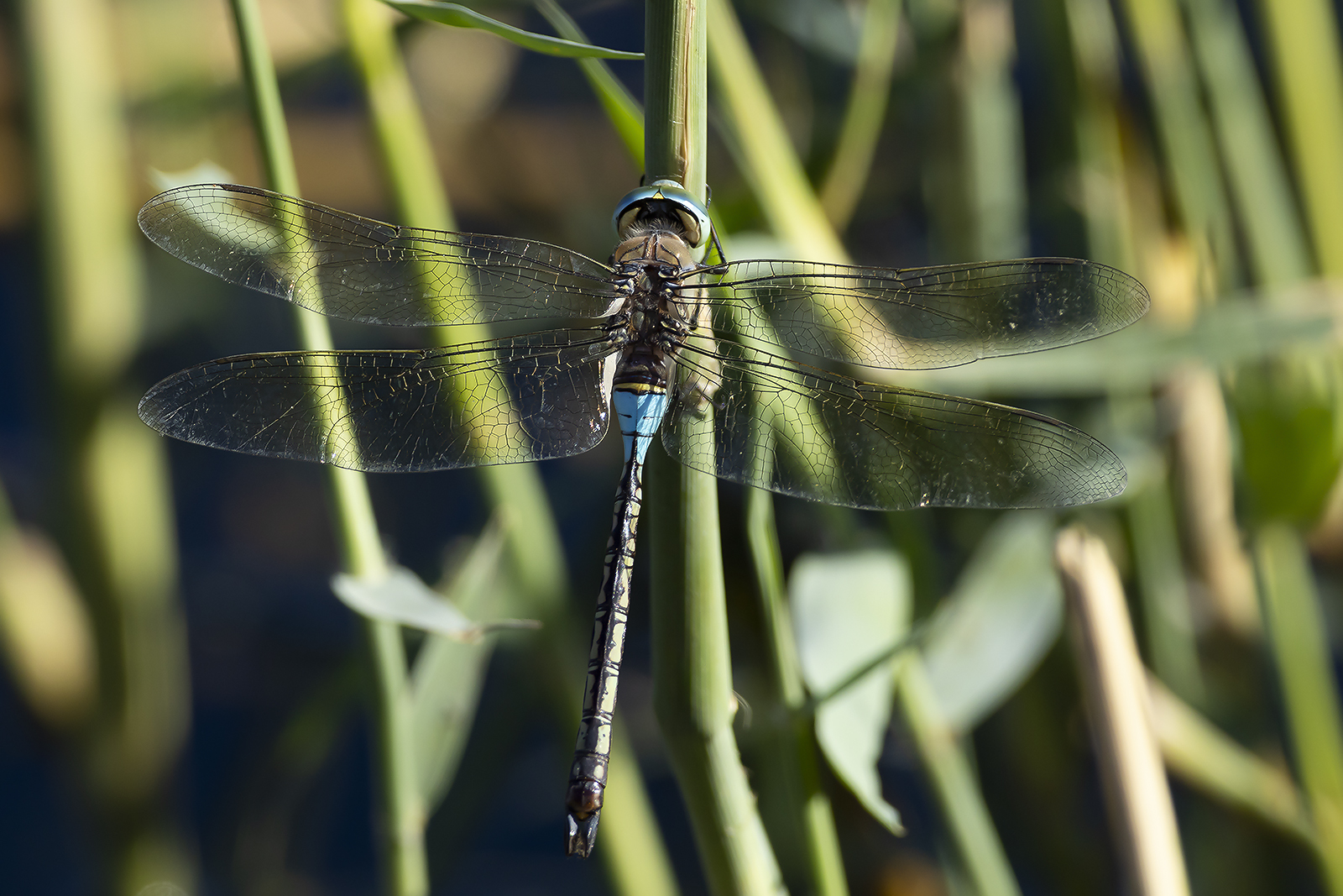 VAGRANT EMPEROR - Anax ephippiger - ZADELLIBEL