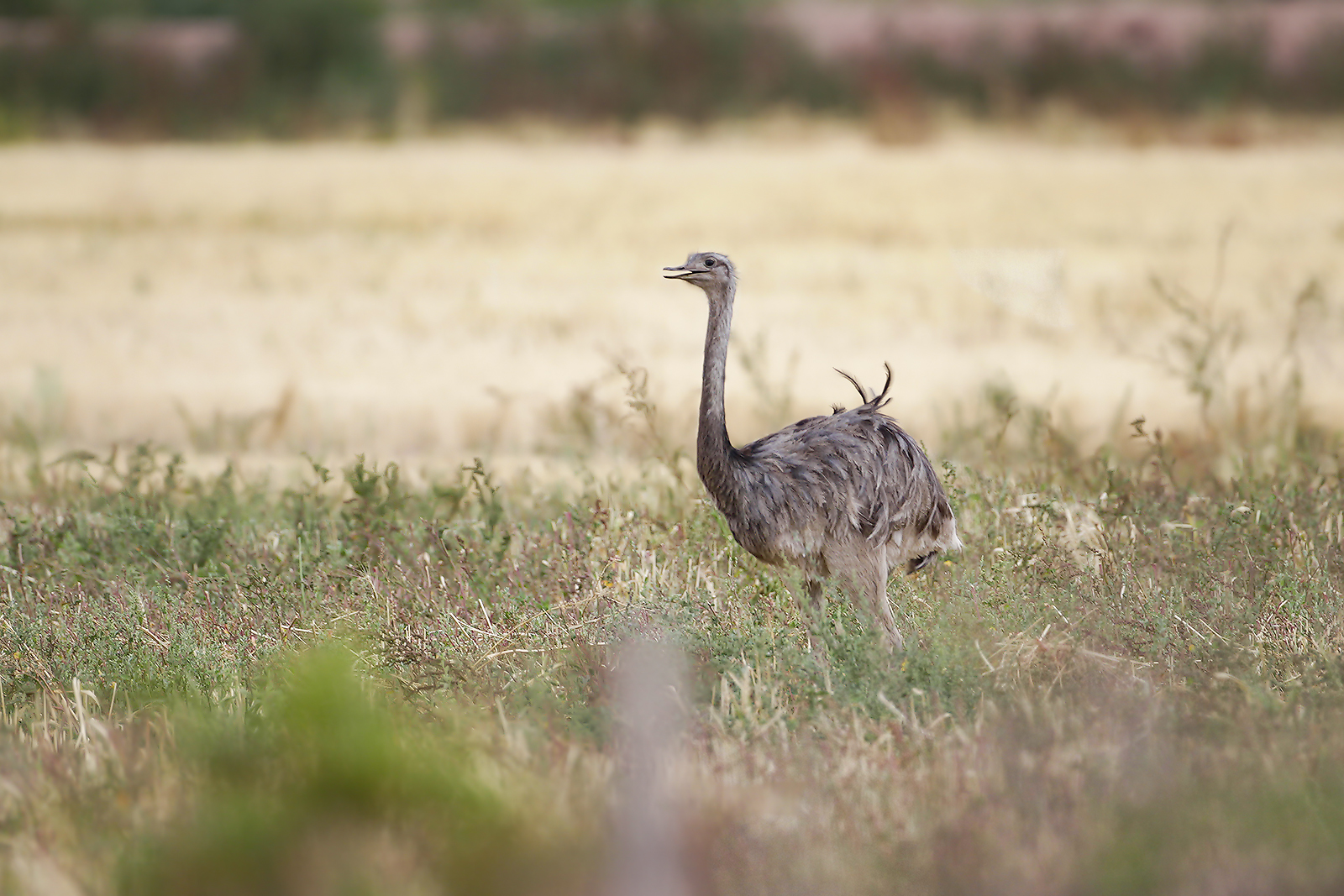 LESSER RHEA - Rhea pennata -. DARWINS NANDOE - NANDOE DE DARWIN
