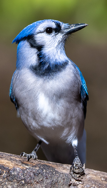 Z9_DSC_7048-34.jpg