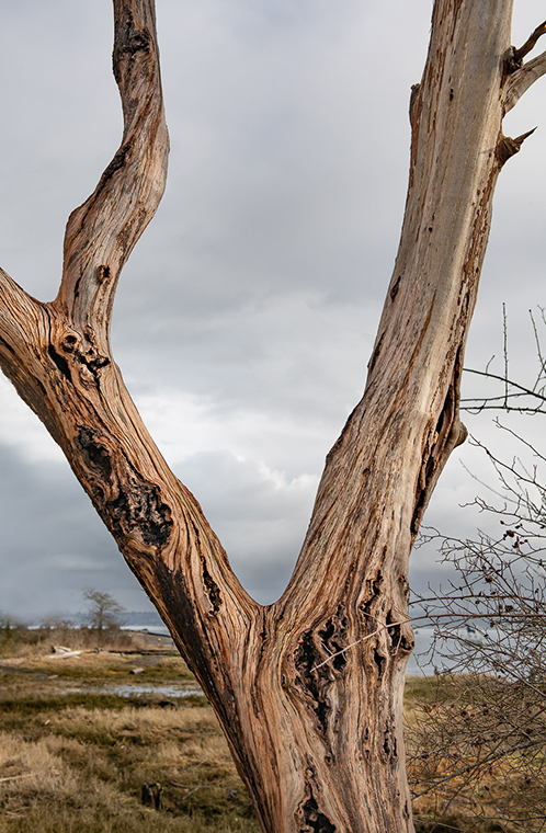 16.M_Baren Tree_DHutchings.JPG