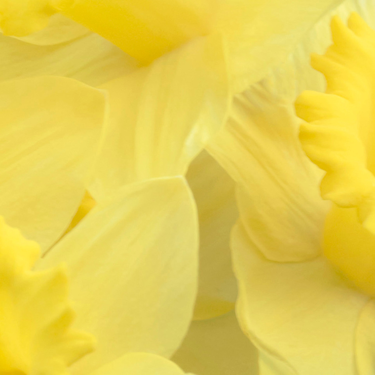 Daffodils_Norm James.jpeg