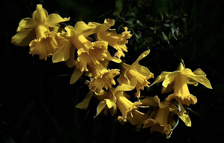 Eight Daffodils in Range_Jerry Young.jpg