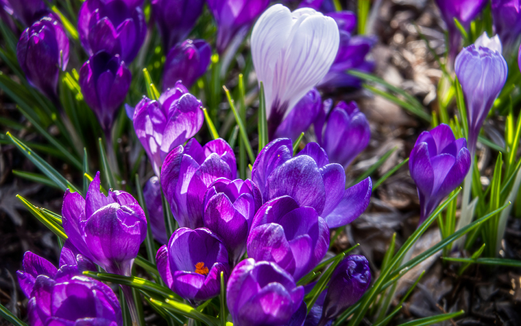 M_Crocuses_TomHansen.JPG