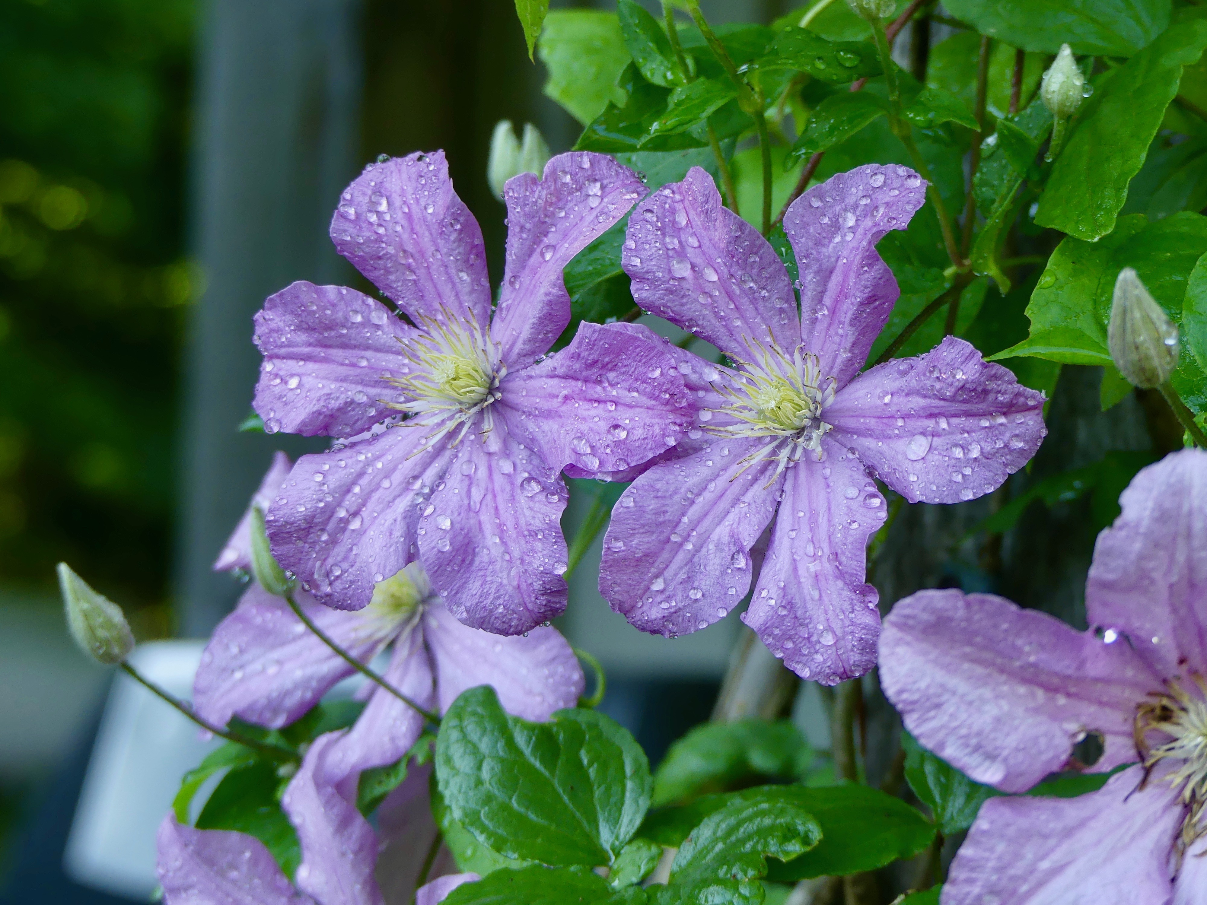 Clematis lines the arches of the pergola