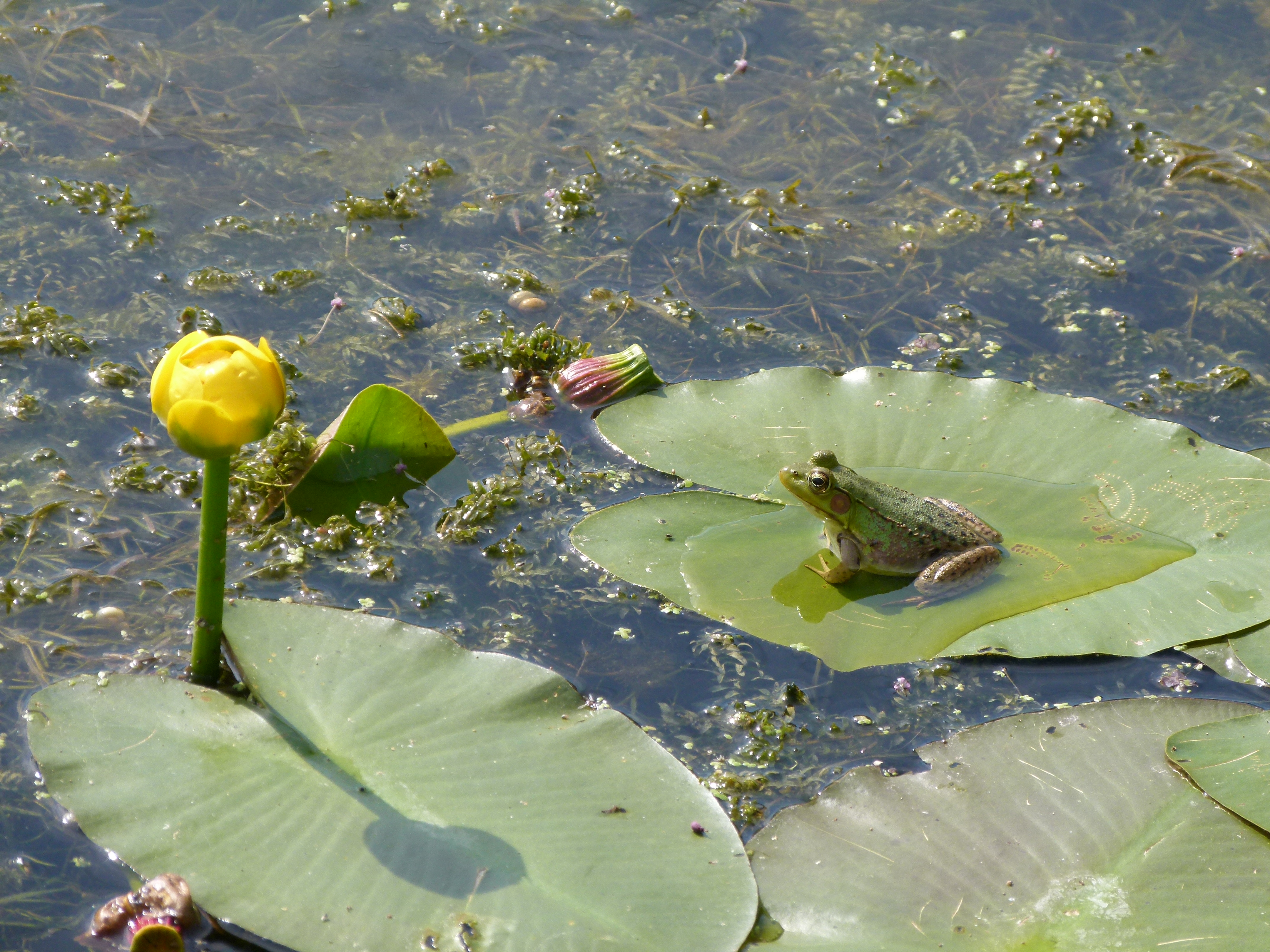Frogs love water lilies