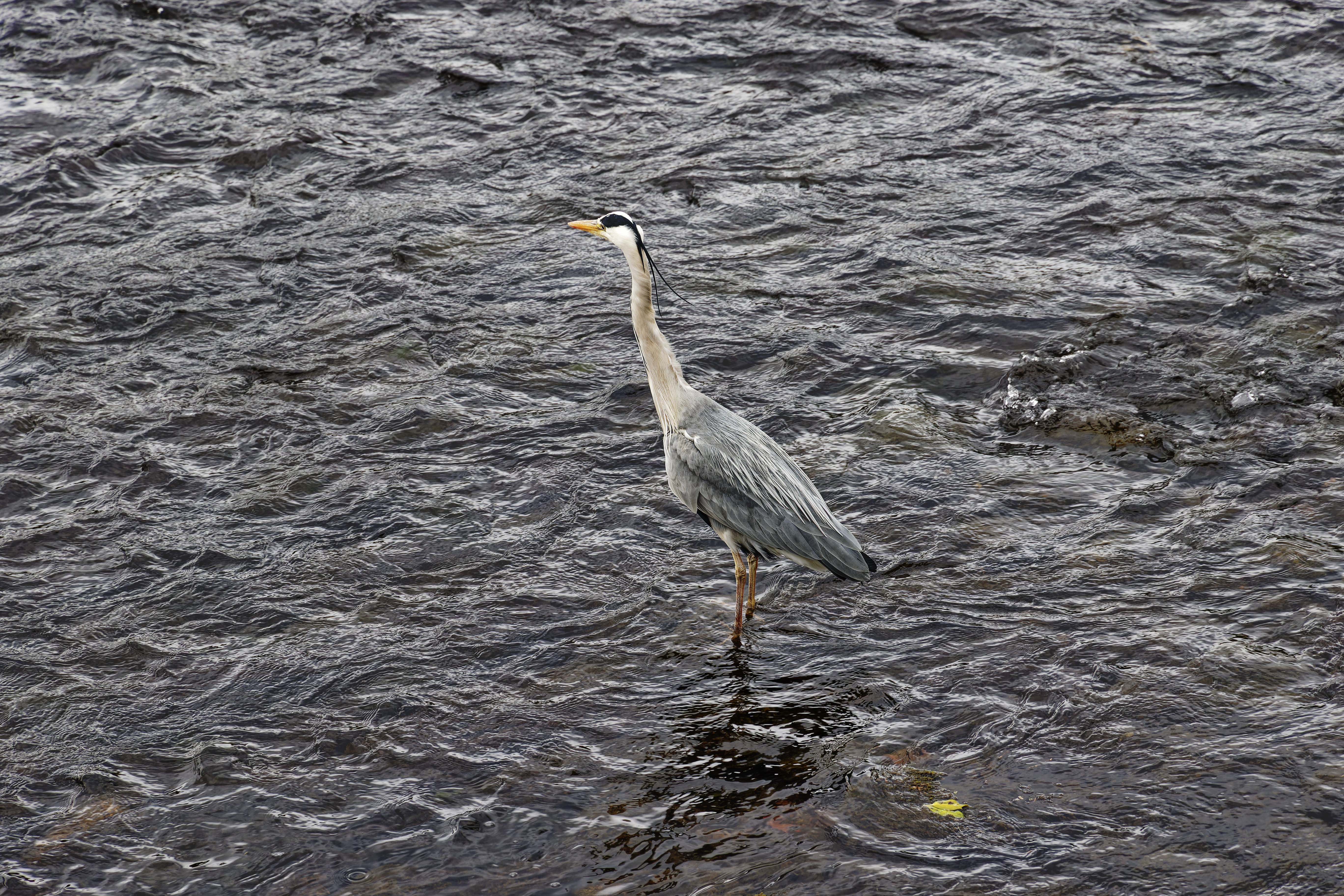 IMG_3812_DxO.jpg