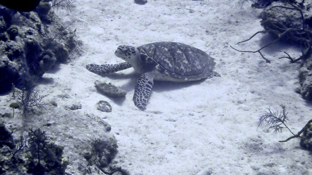 Sea Turtle, Hawksbill