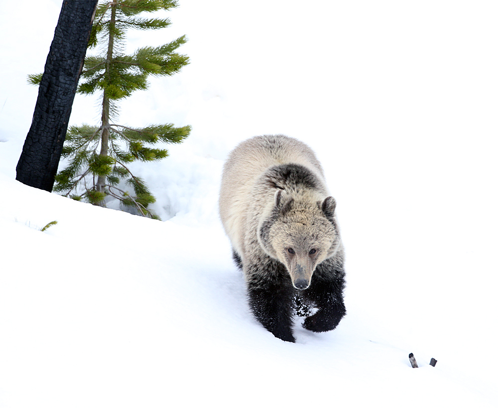 Snow Walking.jpg