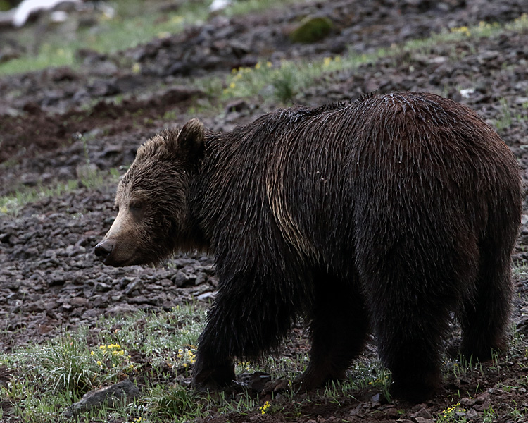 Grizzly Near the Pahaska.jpg