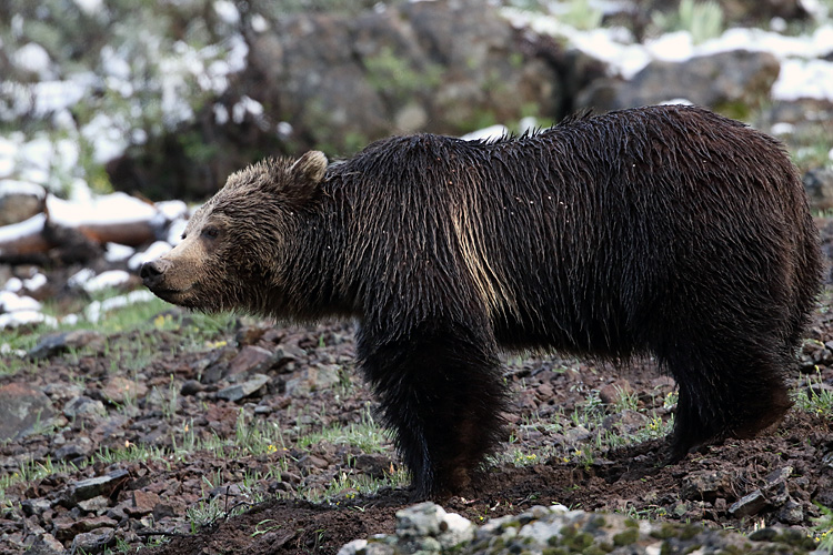 Grizzly Profile.jpg