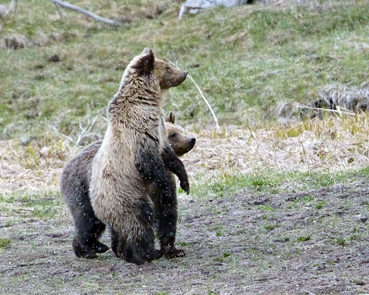 Blond Cub Standing.jpg