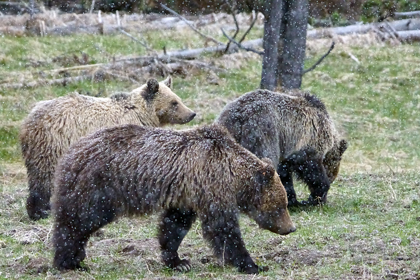 Three Bears in the Snow.jpg