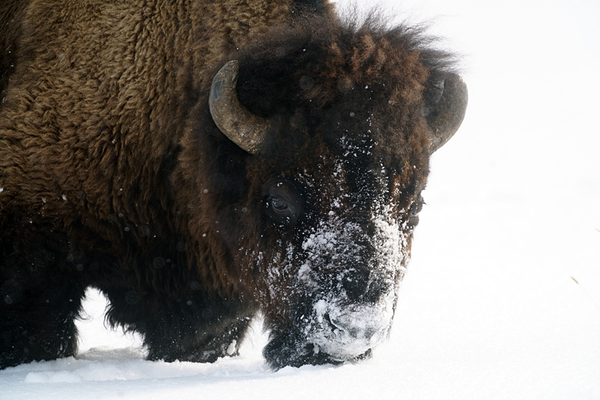 Bison Head in the Snow.jpg