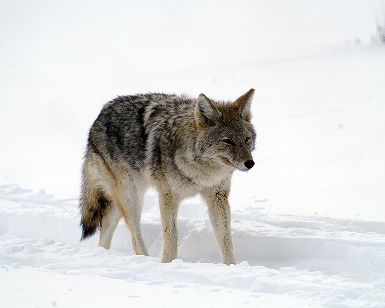 Coyote Crossing.jpg