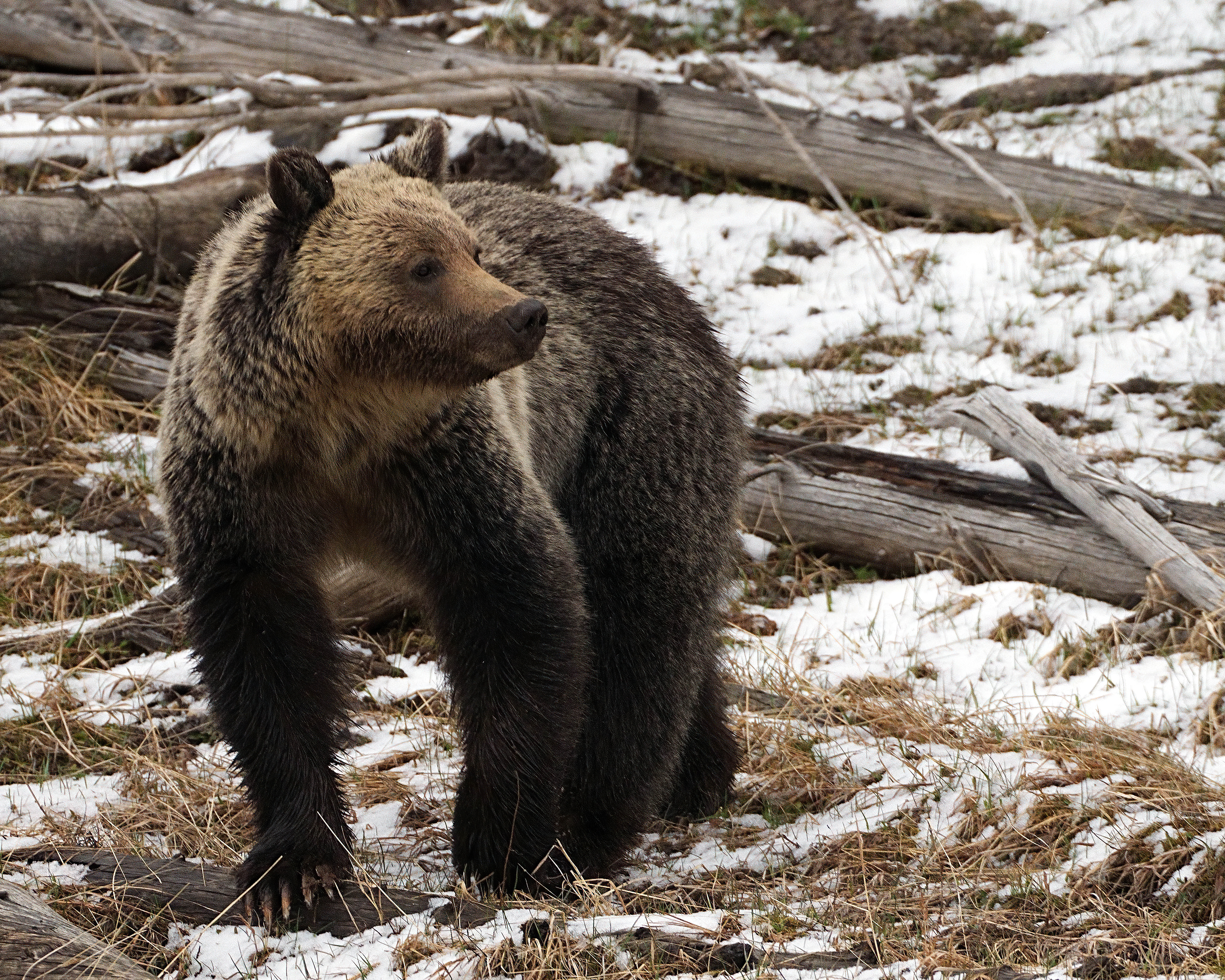 Bear Looking Right