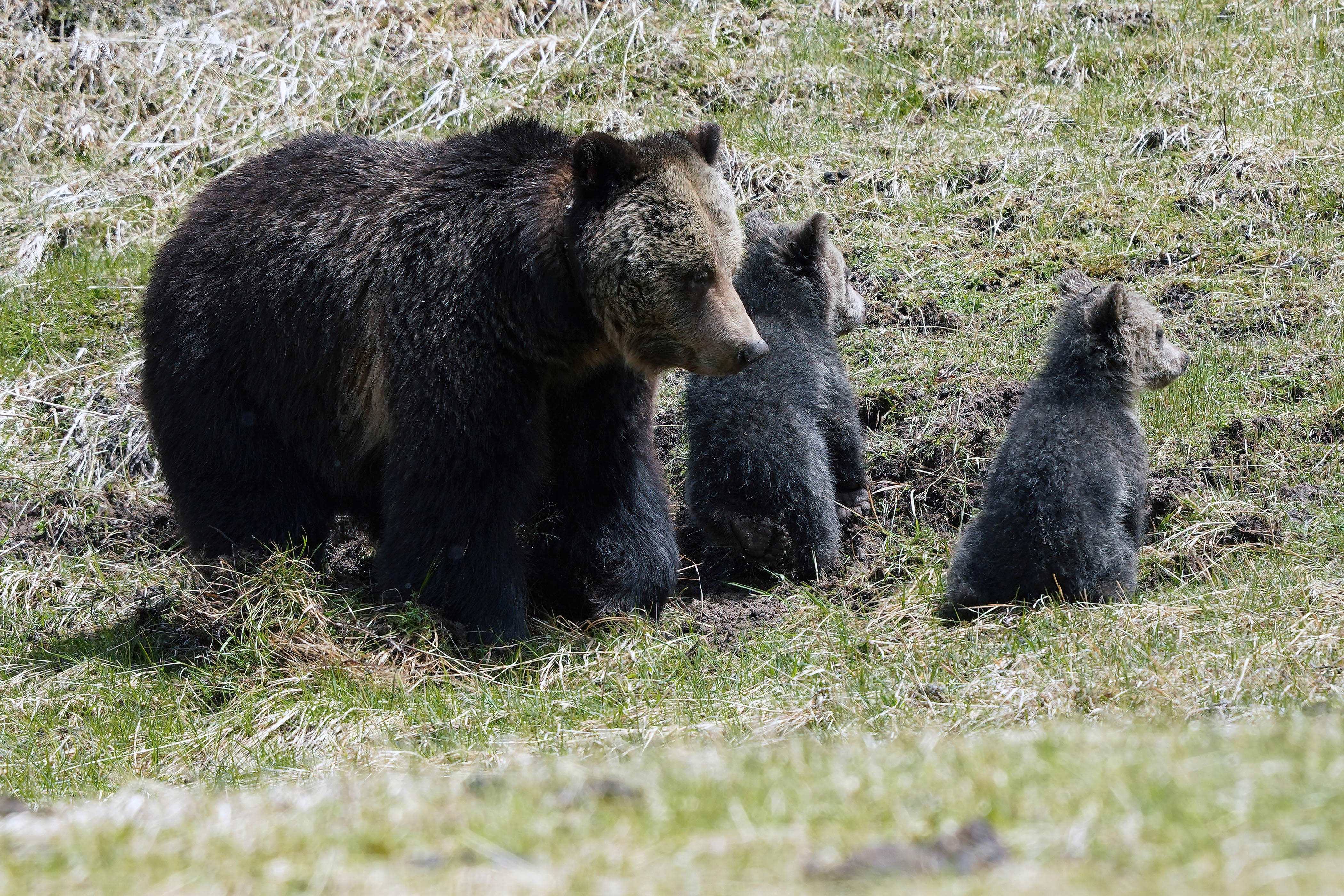 Beryl Sow and her cubs