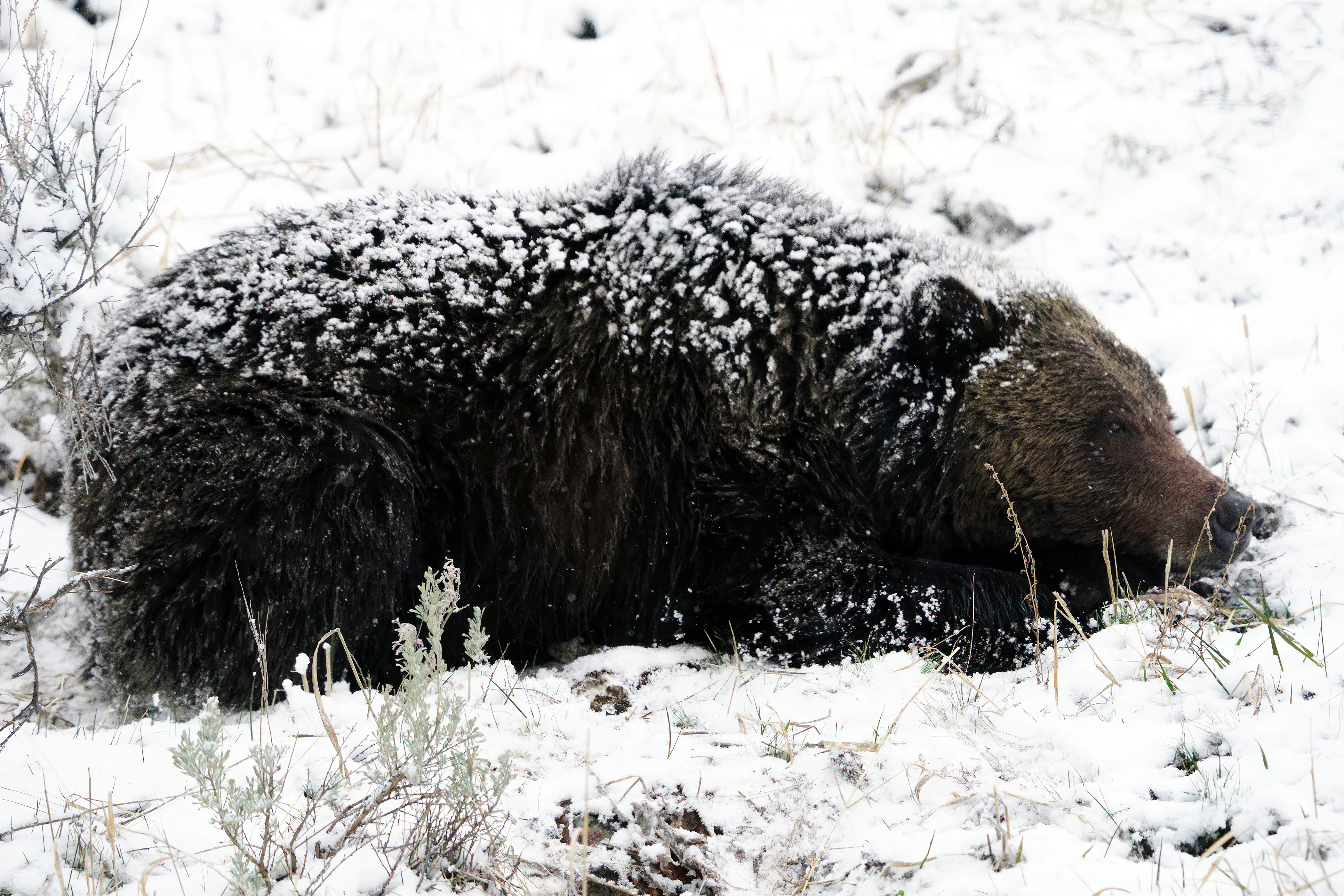 Grizzly at Elk Creek