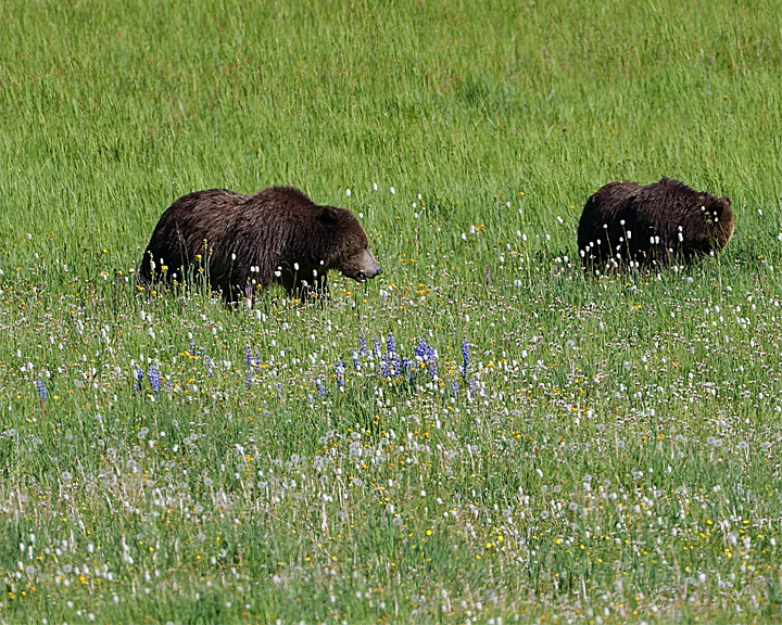Grizzllies in the Wildflowers.jpg