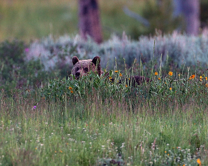 Grizzly Peekaboo.jpg