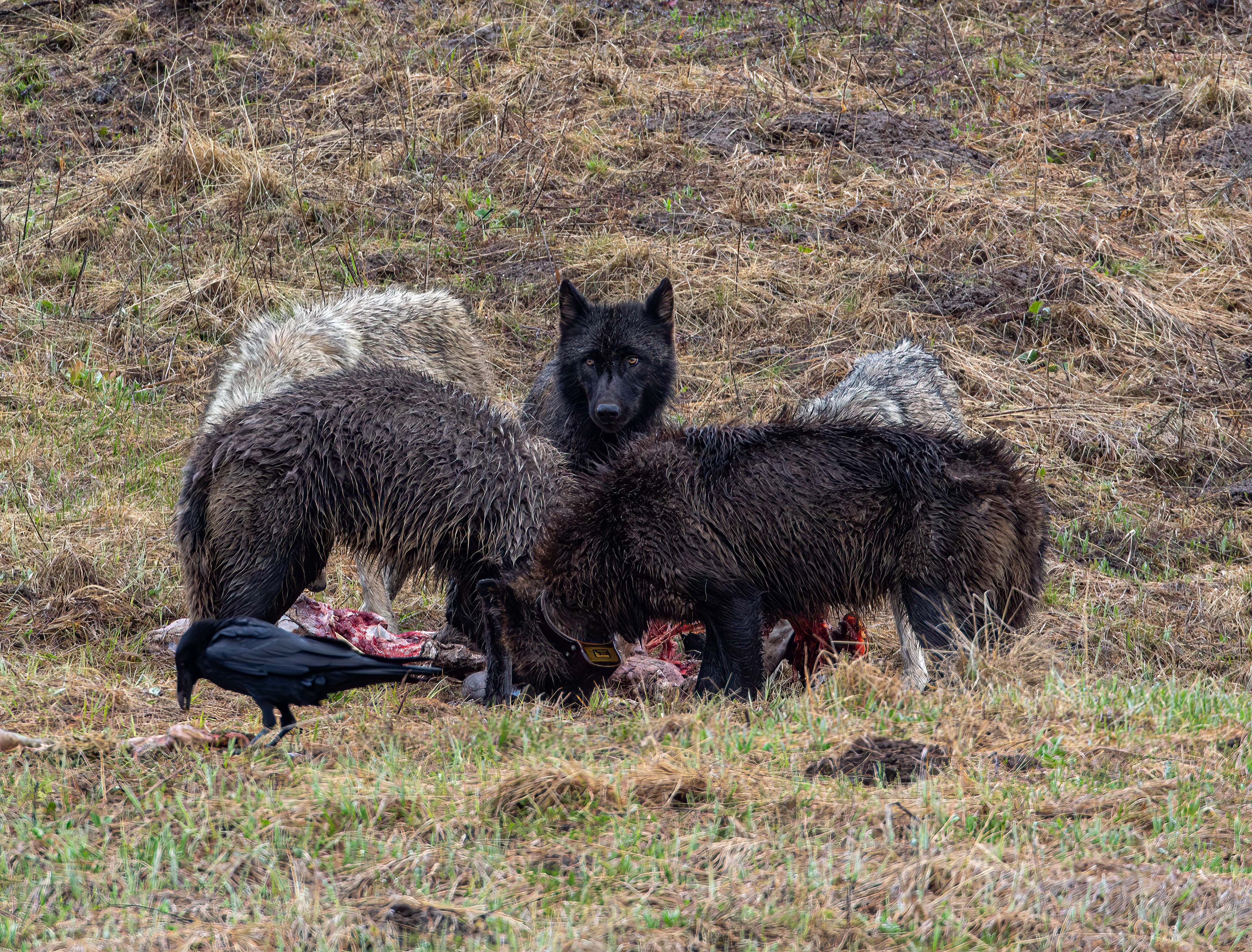 Wapiti Lake pack wolves on an elk carcass at Alum Creek in the Hayden.jpg
