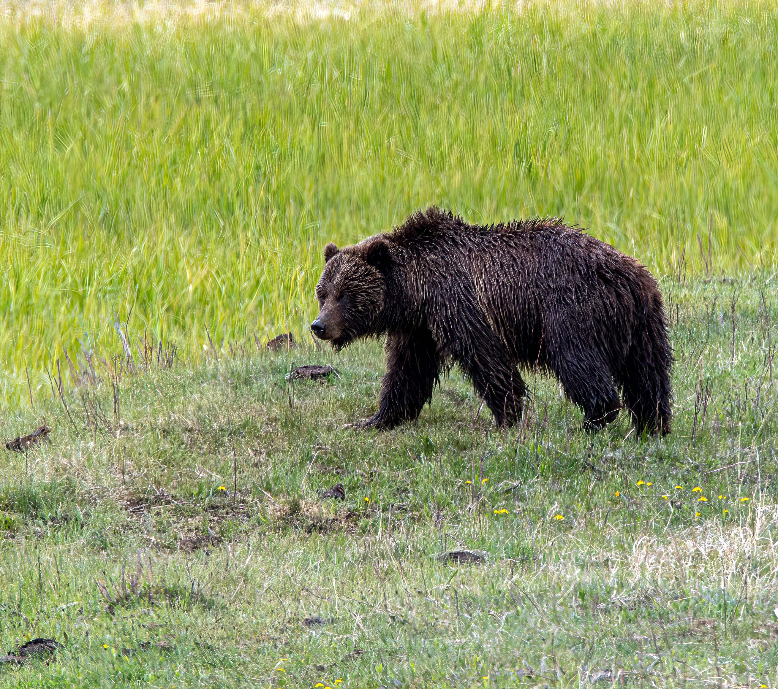 Grizzly Bear at Slough Creek.jpg