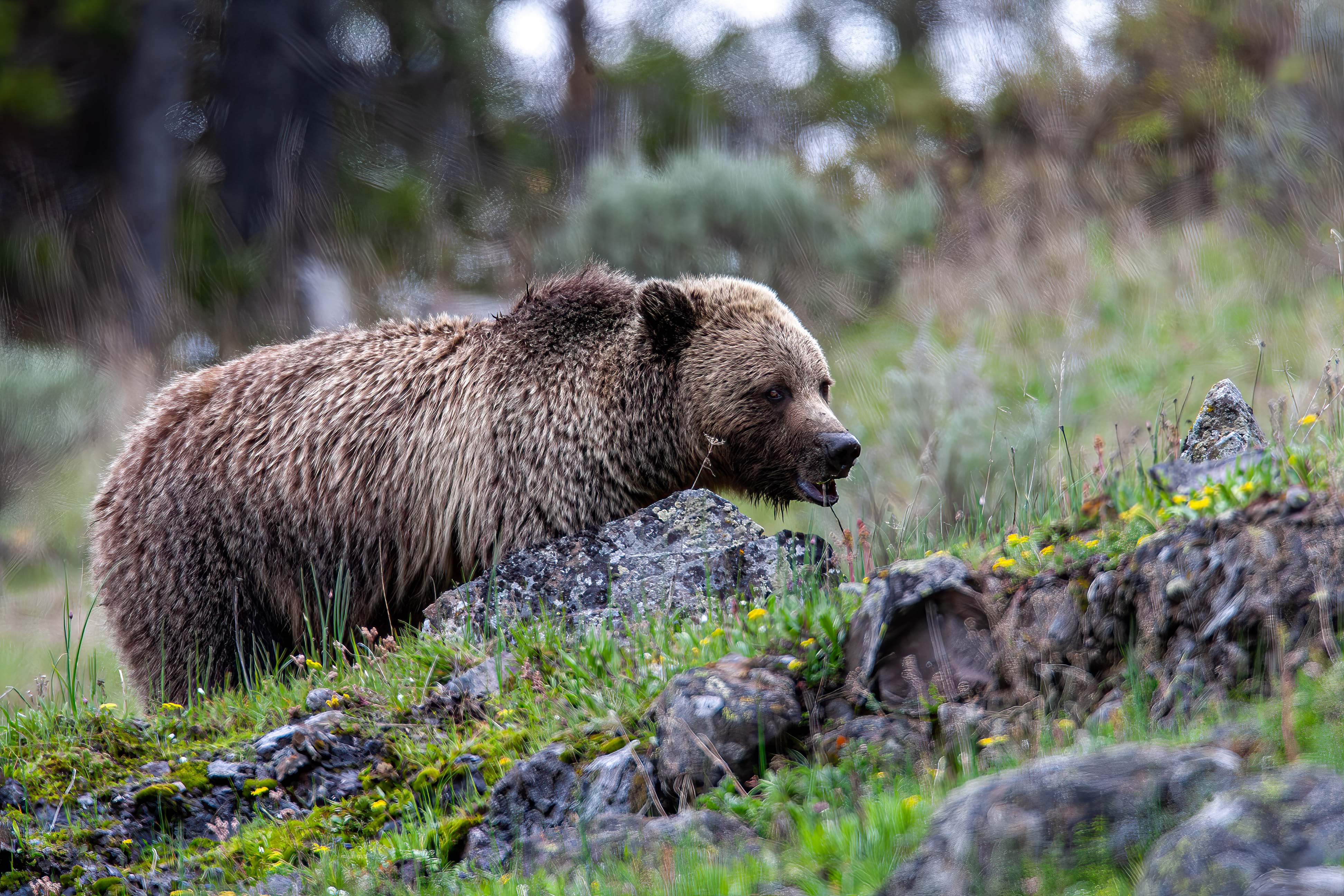 Grizzly in Icebox Canyon facing uphill May 12.jpg