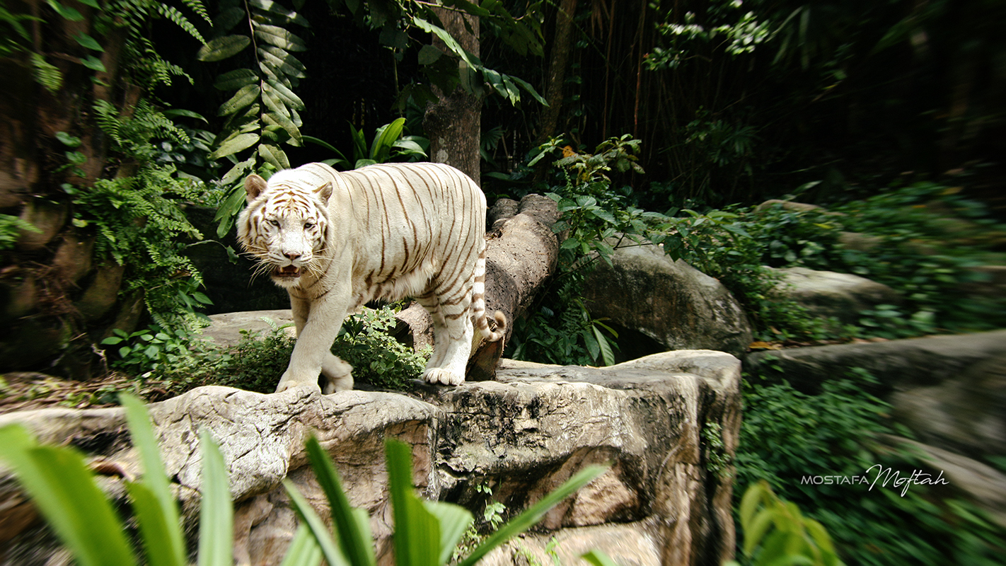 White Tiger - Singapore Zoo