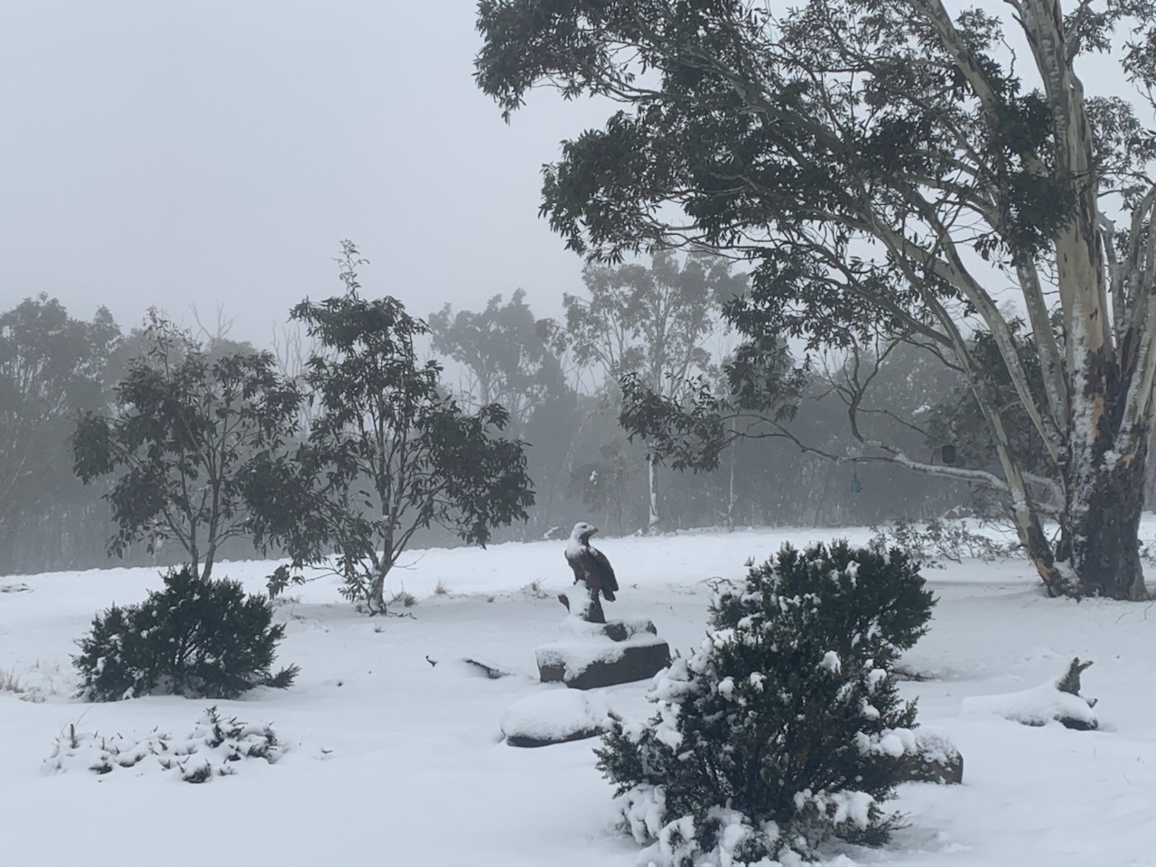 Frozen Eagle