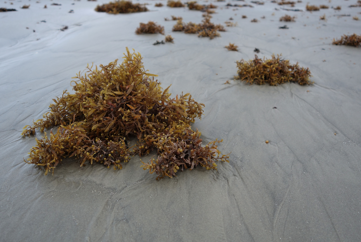 Sargassum