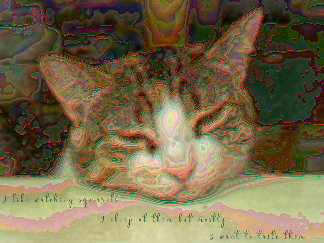 A Cats Haiku