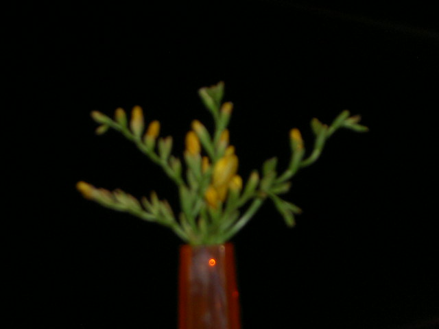 PICT4239.JPG