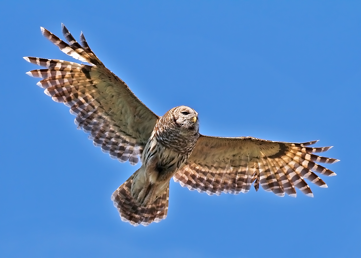 Barred Owl