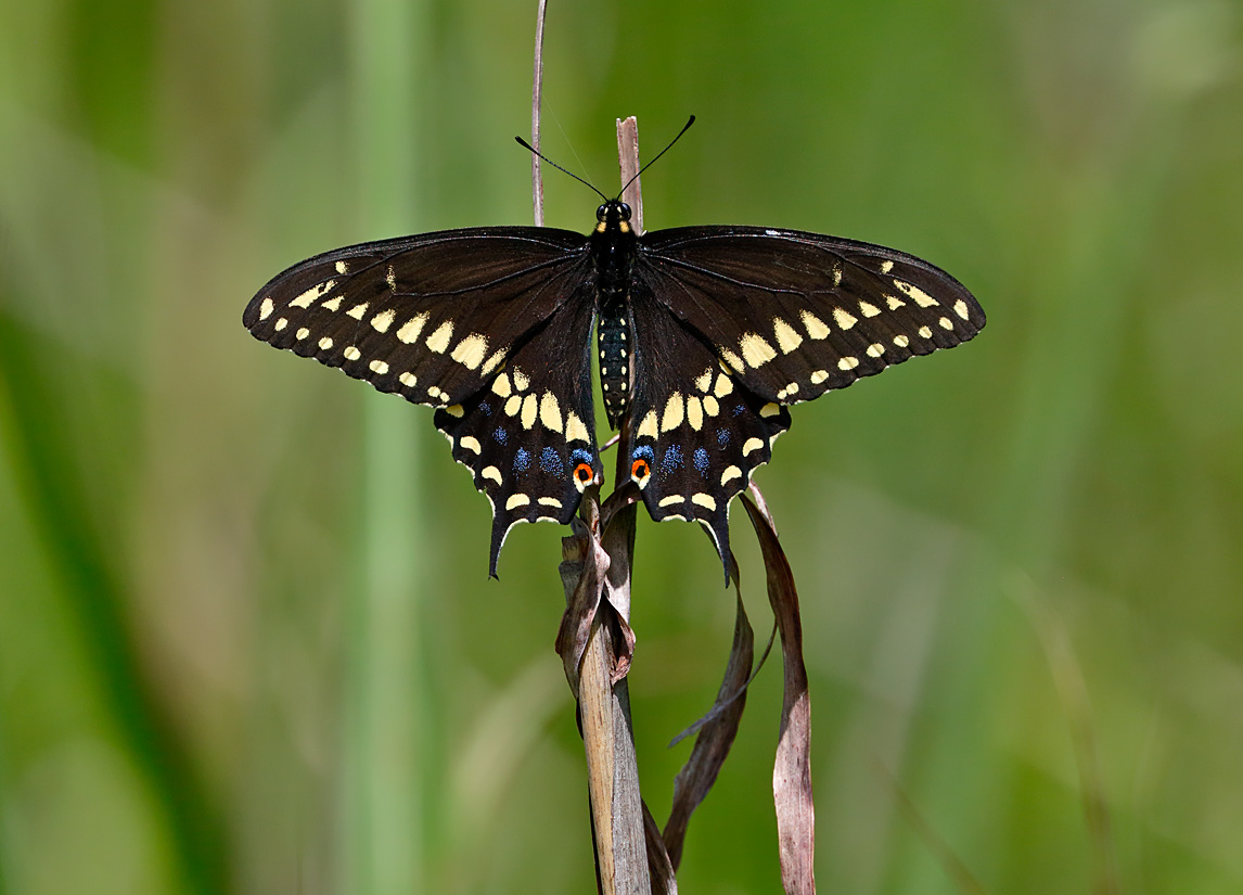 Black Swallowtail