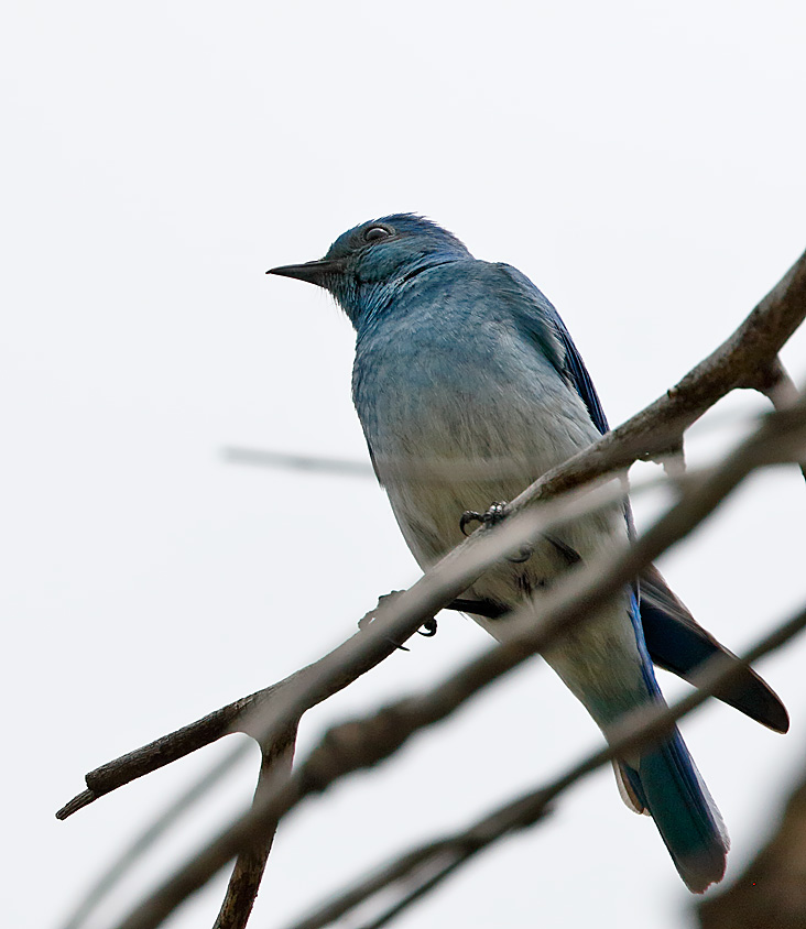 Mountain Bluebird