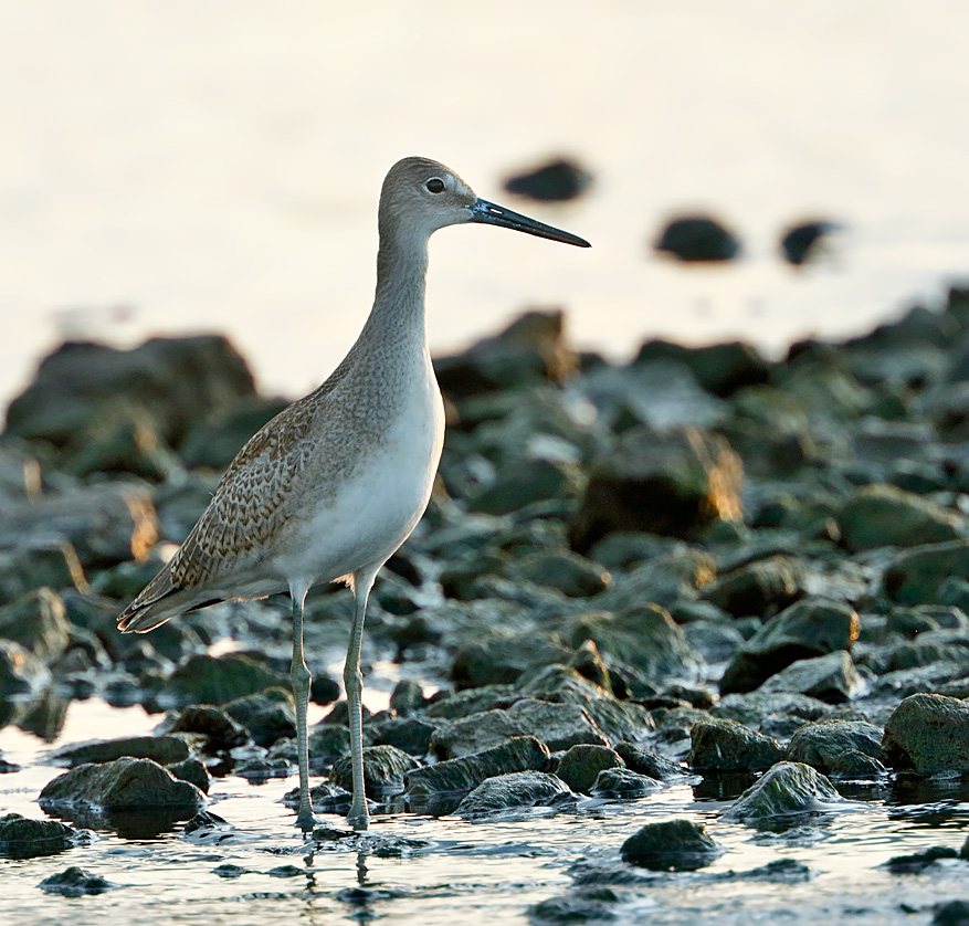 Willet