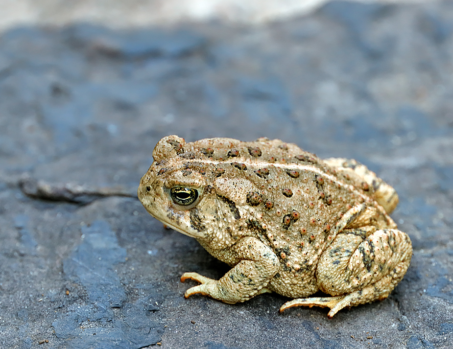 Woodhouses Toad