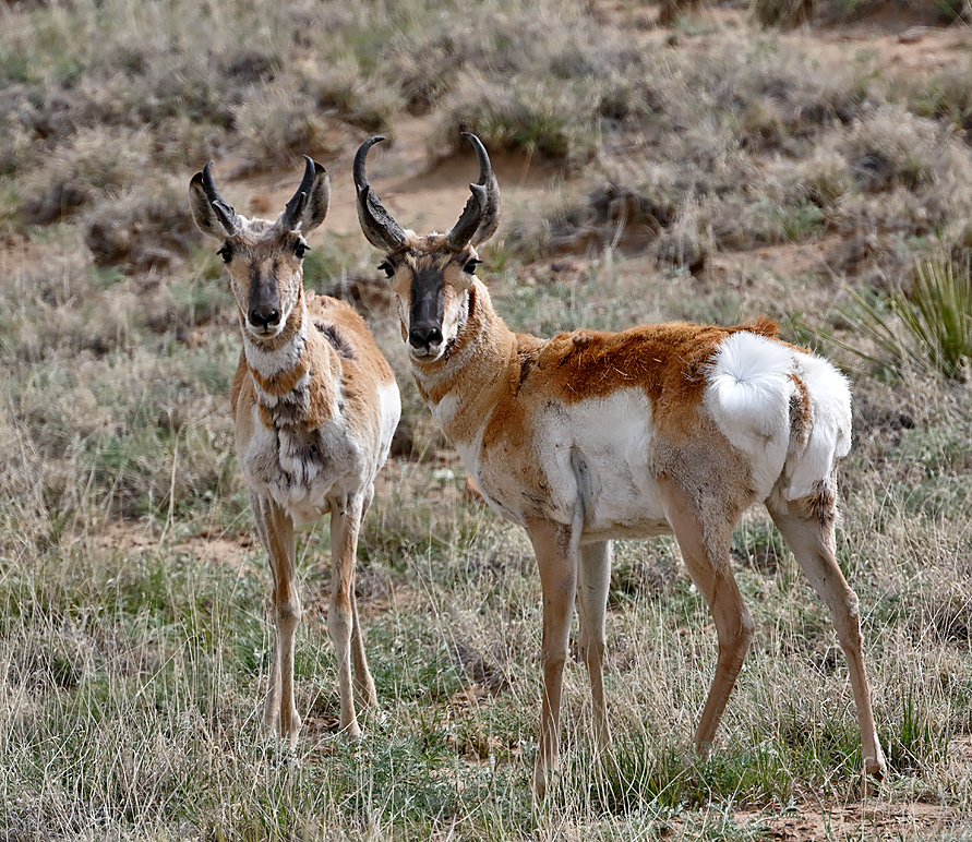 Pronghorns