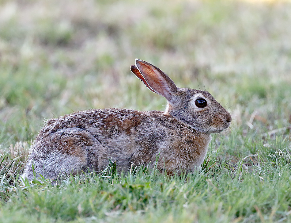 Desert Cottontail