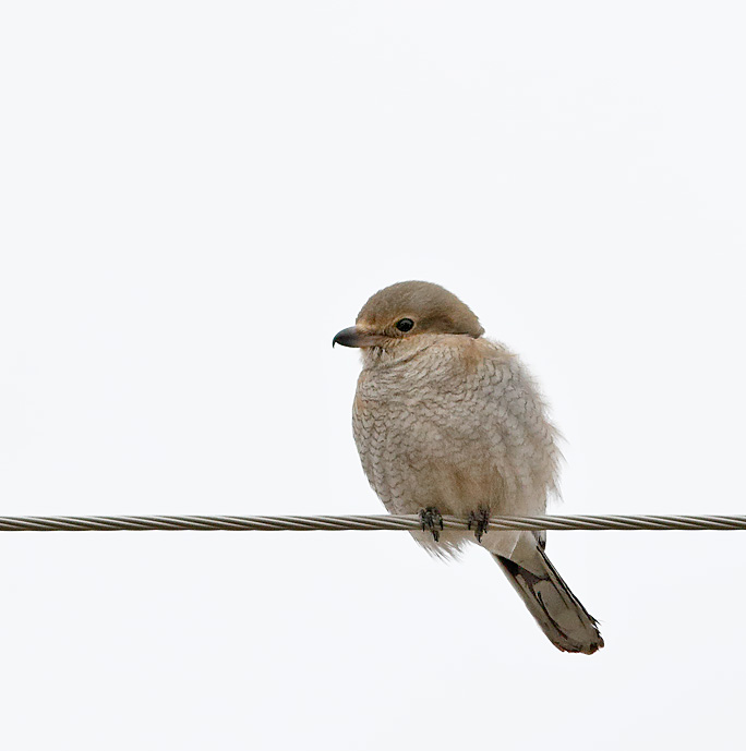 Northern Shrike