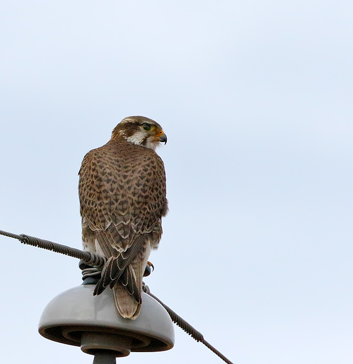 Prairie Falcon