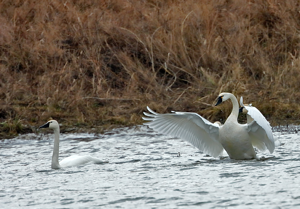 Tundra Swans