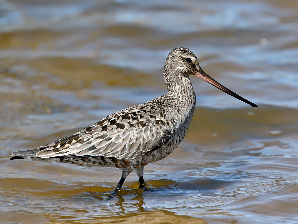 Hudsonian Godwit