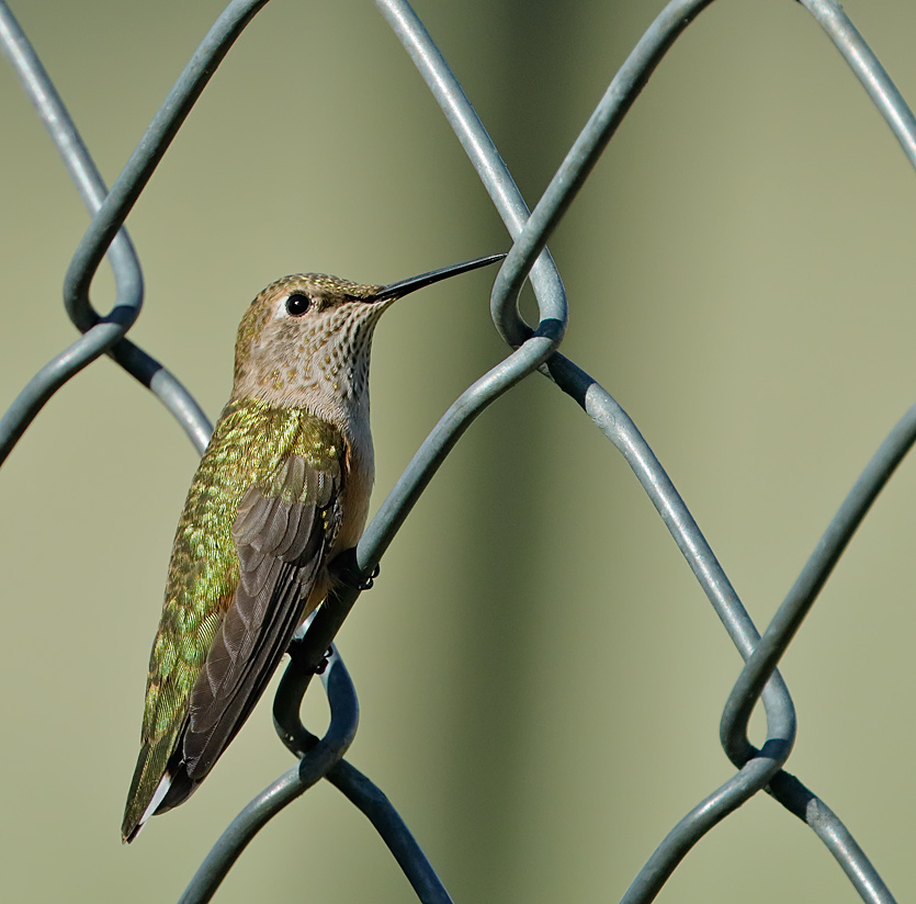 Broad-tailed Hummingbird