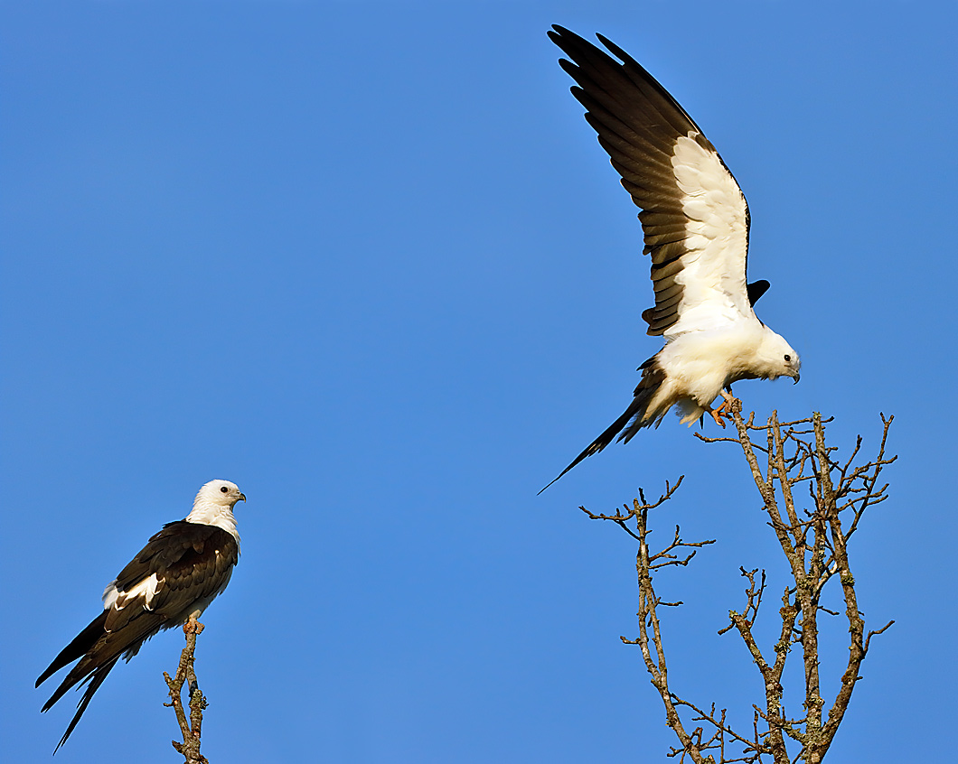 Swallow-tailed Kites