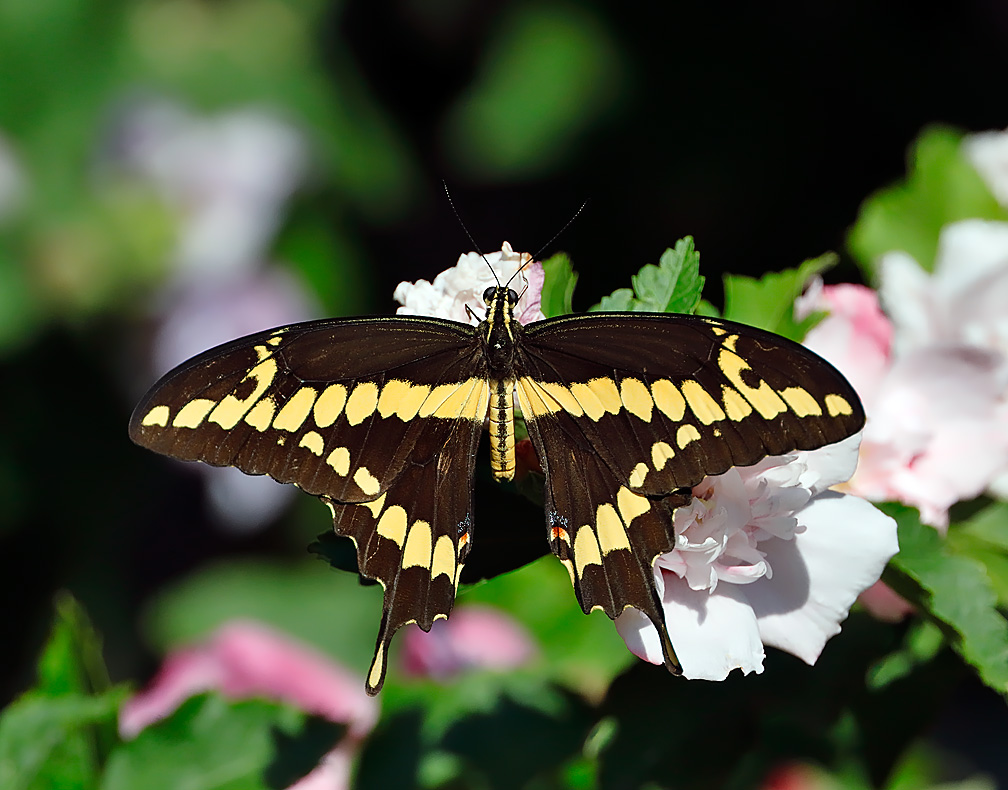 Giant Swallowtail