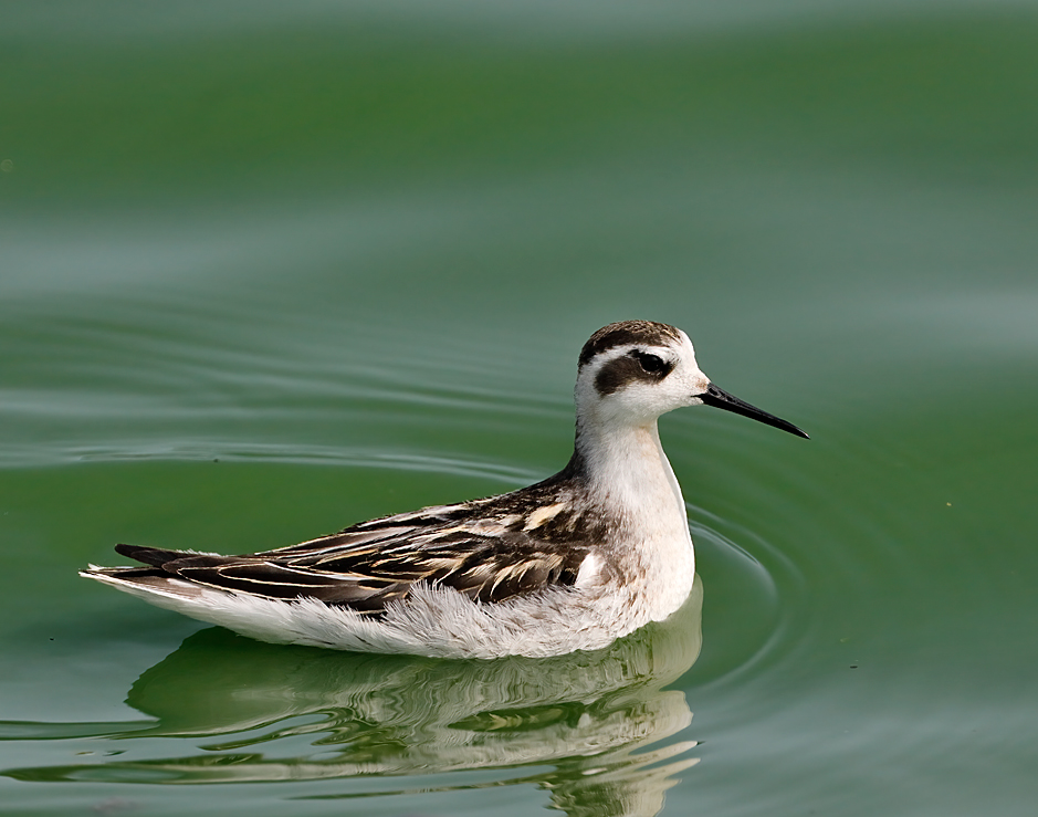 Red-necked Phalarope