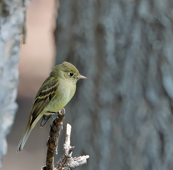 Cordilleran Flycatcher