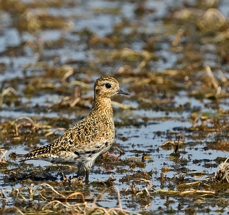 European Golden-Plover