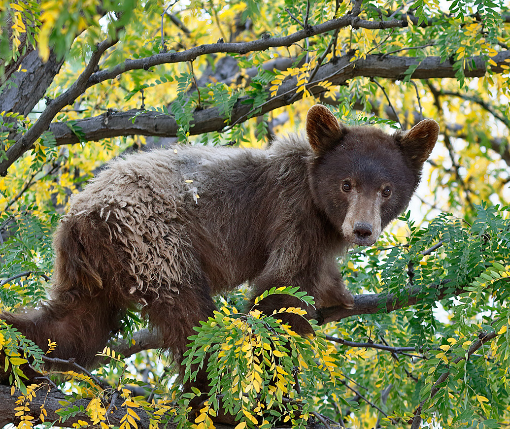 Black Bear